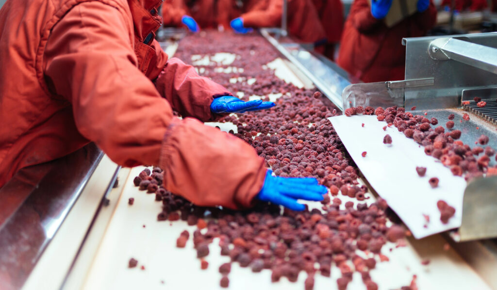 Unloading and pre-cleaning system with conveyor belts, hoppers, and integrated cleaning components, optimized for efficient nut handling and preparation in industrial processing.